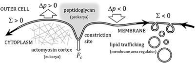 Modeling the Mechanics of Cell Division: Influence of Spontaneous Membrane Curvature, Surface Tension, and Osmotic Pressure